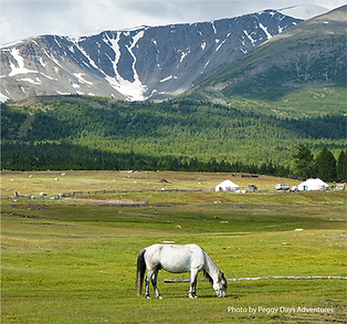 Horse eating grass in Mongolia