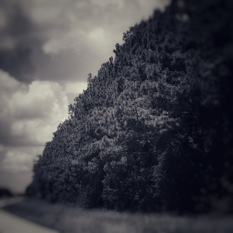 9 REVISED FOREST TREES.jpeg