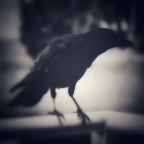 17. REVISED CROW FLY.jpeg