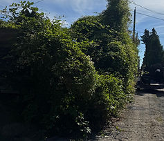 spring clean up in Vancouver before photos