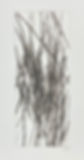 Grasses 1