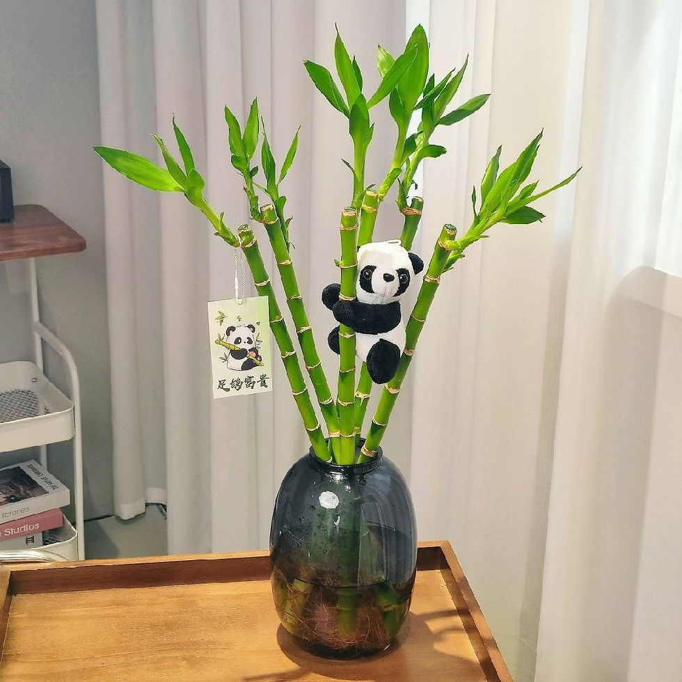 Live Potted Lucky Bamboo