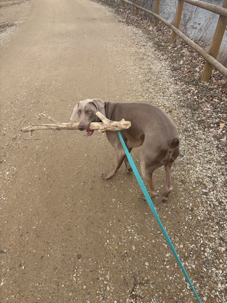 Weimaraner dog carrying a comically large stick