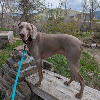 colt the pet of the month posing on a bench during his dog walk