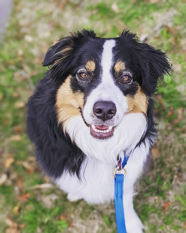 Zelda the aussie we walk for 1 hour every day