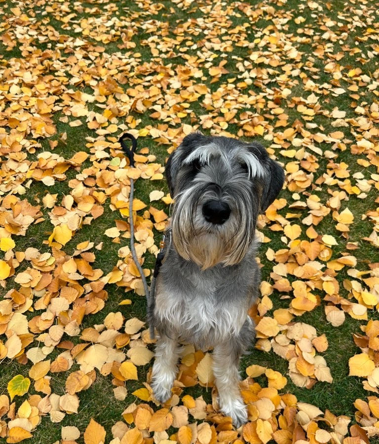 otis the standard schnauzer our for a walk