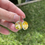 Thumbnail: yellow earrings with little white flowers