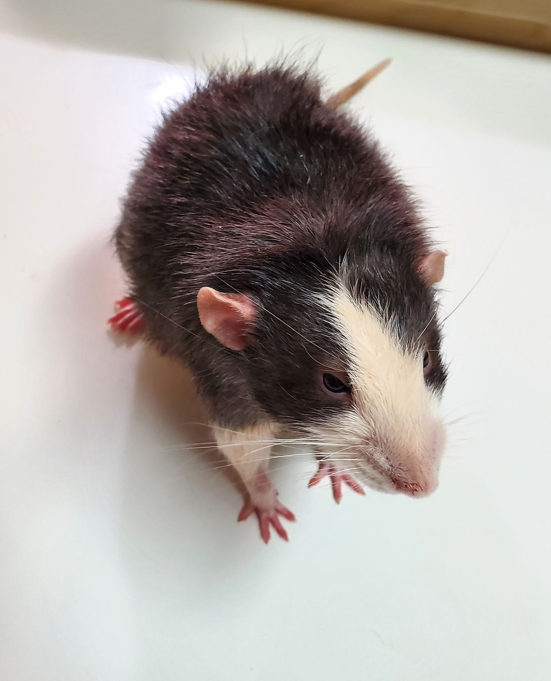 Les Rats Pet Rat Breeder and Full Service Rattery