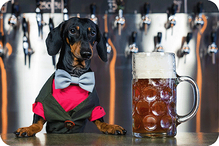 Dog and beer rounded corners small copy.gif