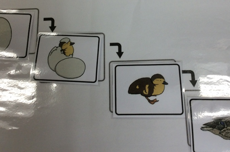 Beech Class Weekly News