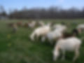 JMLdairygoats