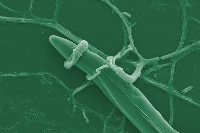 New Timely Topic: Worm-Trapping Fungus