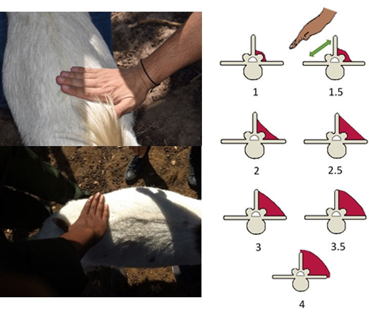 Condition scoring indigenous goats