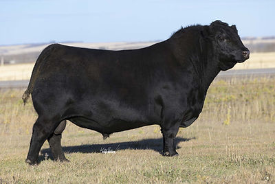 Belvin Herd Bull