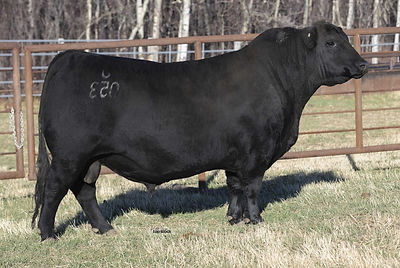 Belvin Herd Bull