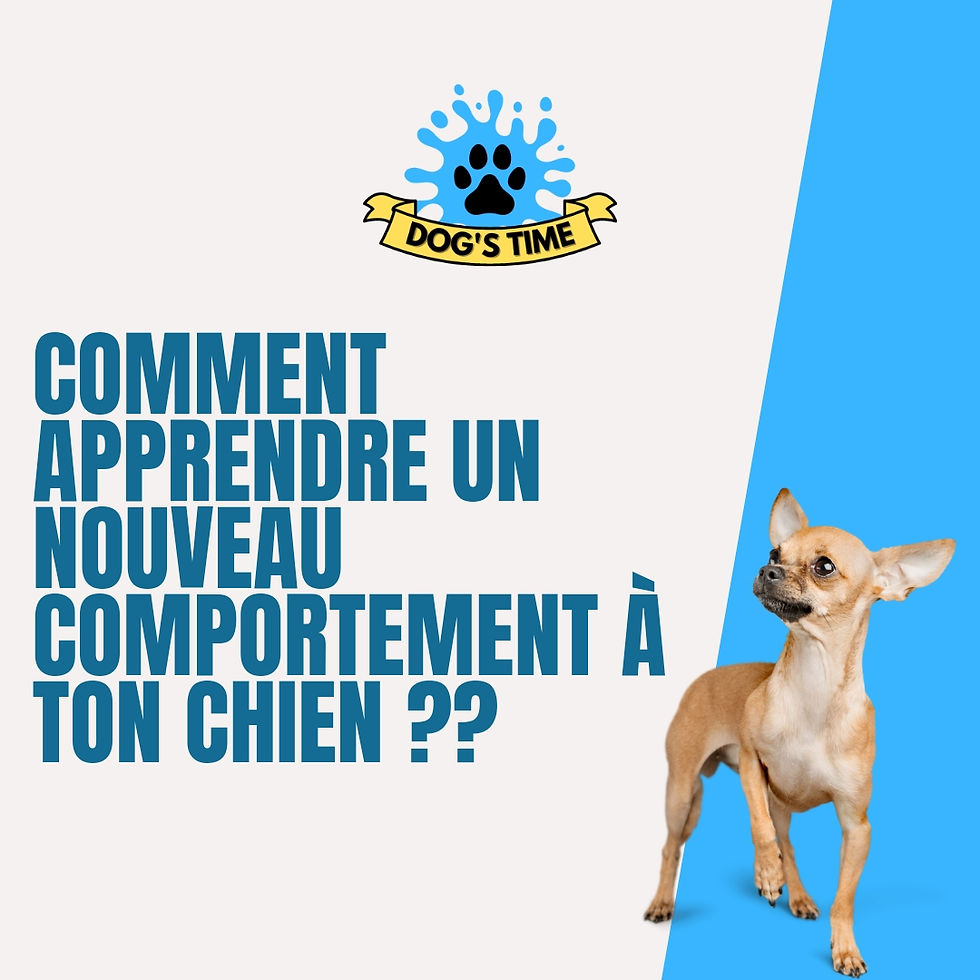 Comment apprendre un nouveau comportement à ton chien