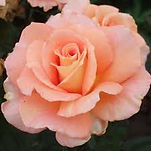 images (1).jpeg