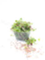 Miniaturbild: Daikon Kresse Mix