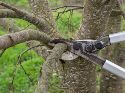 pruning smaller branches