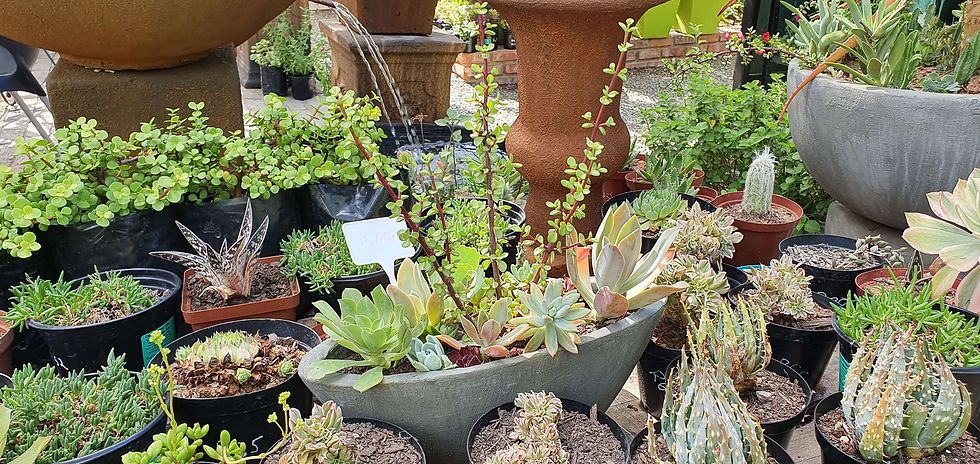 Thumbnail: Bali Rectangular Planter
