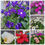 Thumbnail: Colour Plants in stock from R40