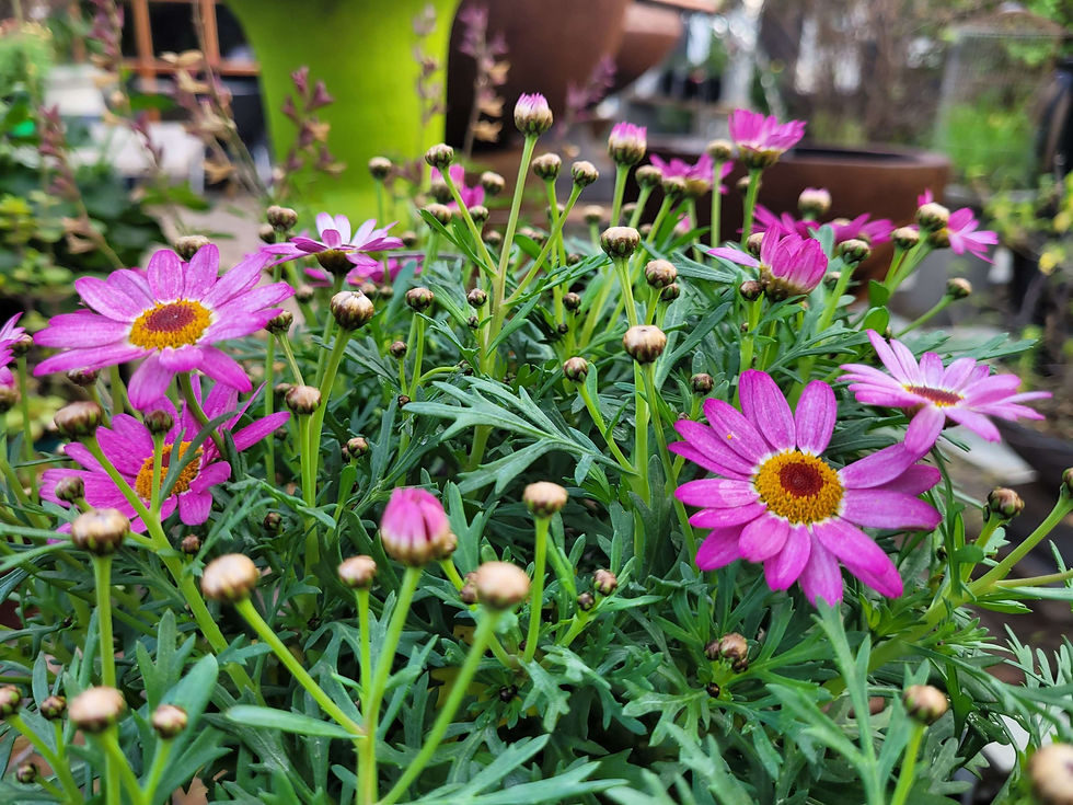 Flowers. Plants. Klein Karoo. Garden Route. Nursery. Kwekery. Calitzdorp
