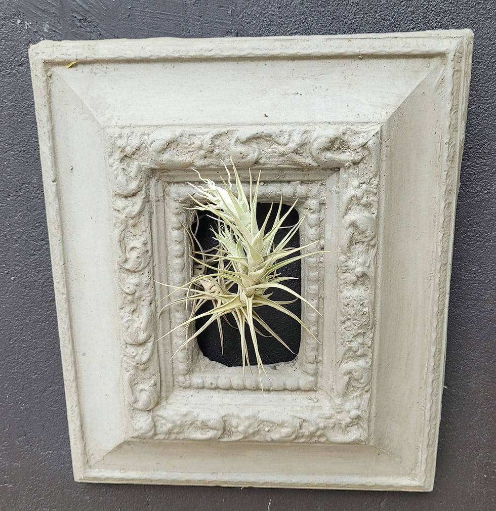 Thumbnail: Air Plant Frame