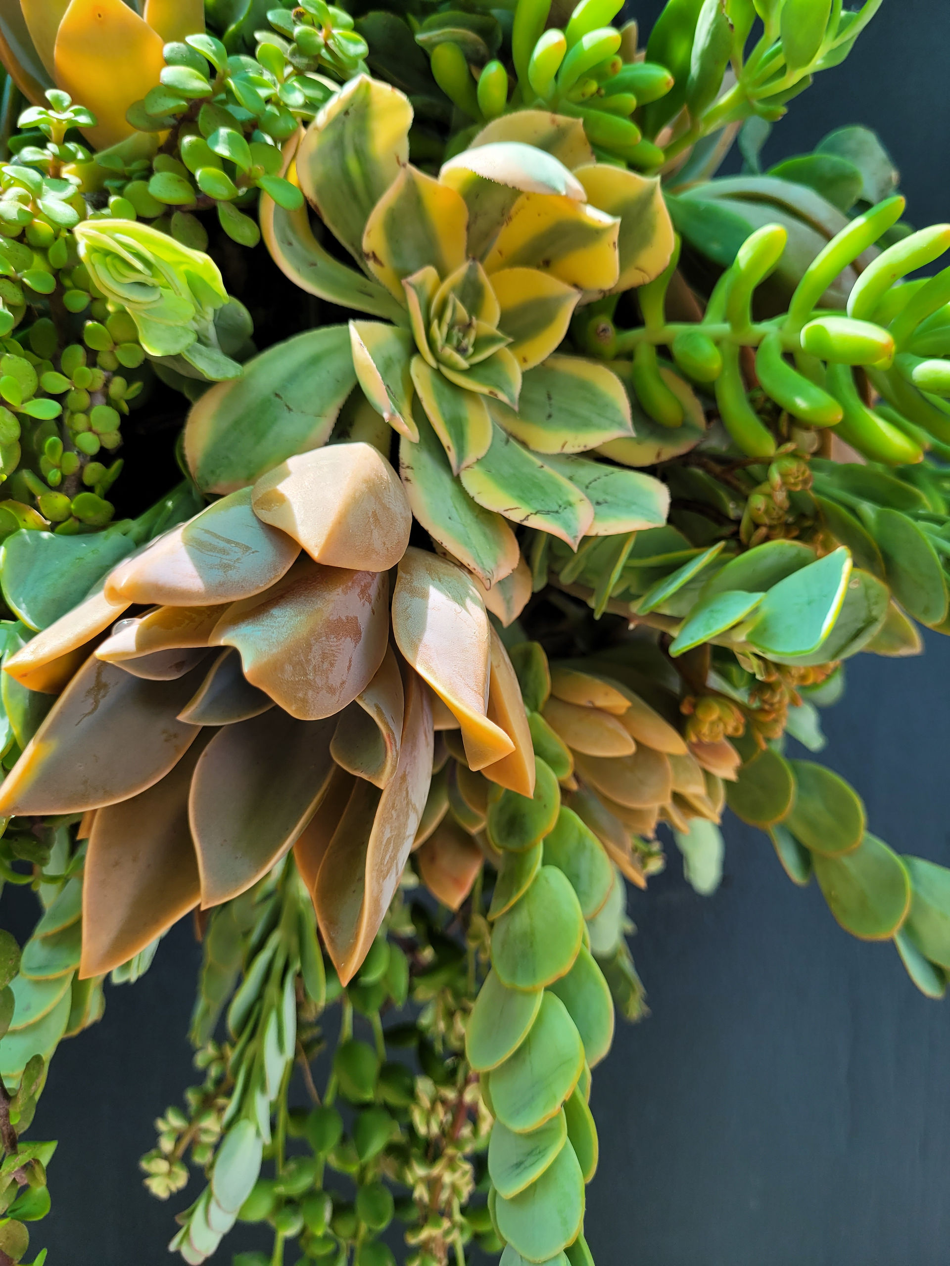 Almost there.  Fill up gaps with succulents.