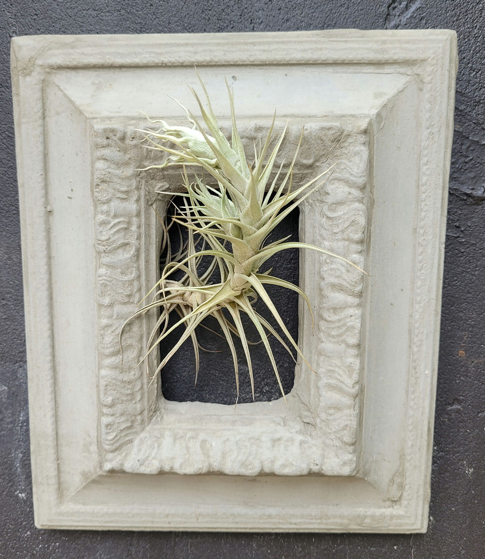 Thumbnail: Air Plant Frame