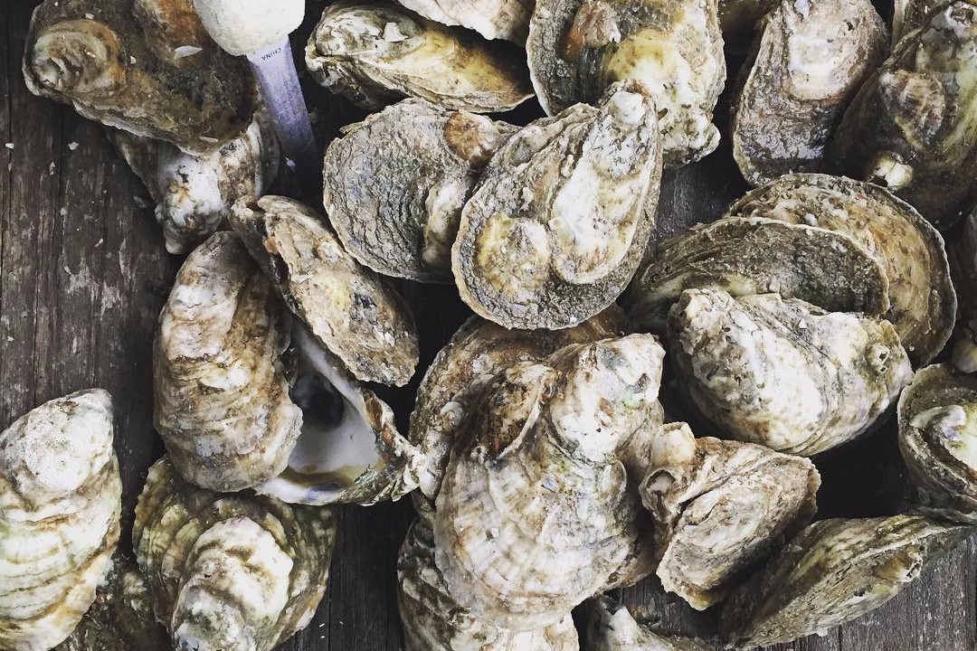 Fresh Local Seafood Gainesville, VA Blue Ridge Seafood Restaurant