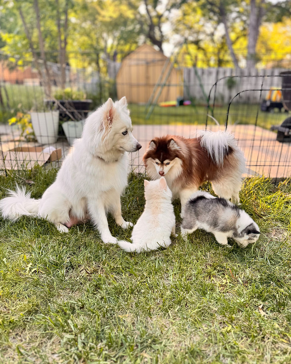 Pomsky Family