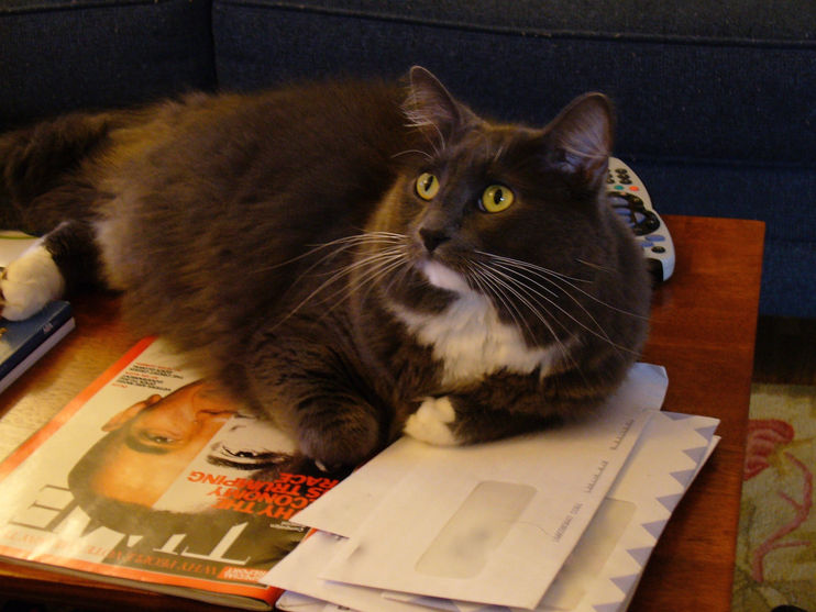 Merlin 2003-2019