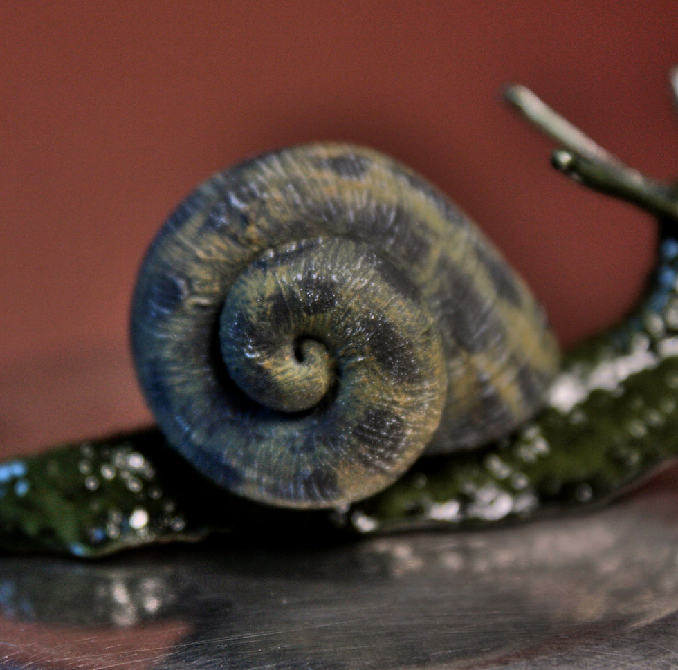 Miniature : Magnet Escargot