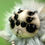 Miniature : Phobie - Arachnophobie