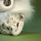 Miniature : Baby White&Gold Whisper