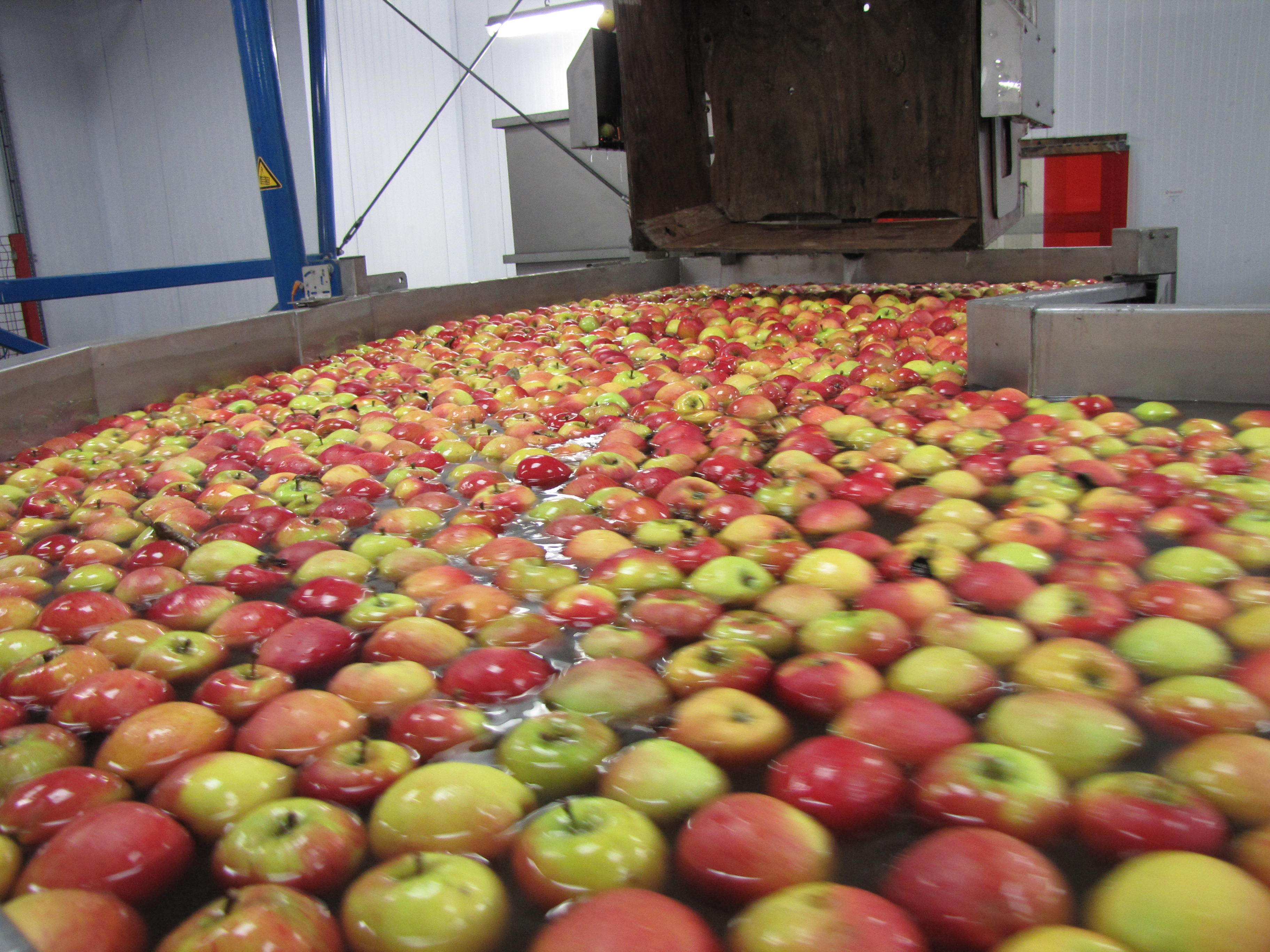 Victoria Farm, Hadlow, Tonbridge, Apple, Fruit, picking, jobs