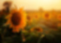 Hidden Disability sunflower