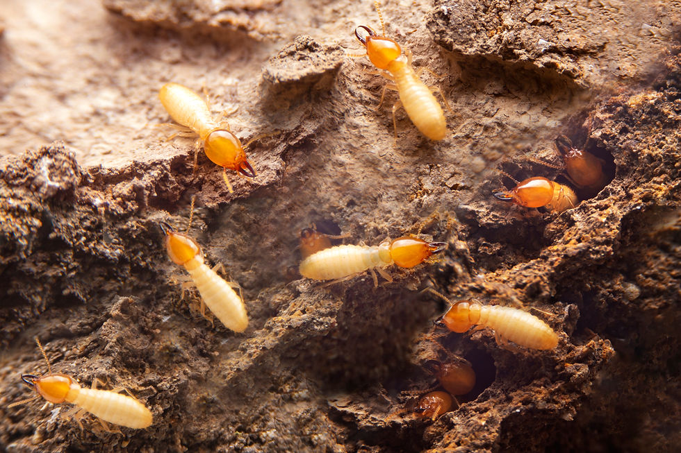 Group of the small termite on decaying timber The termite on the ground is searching for f