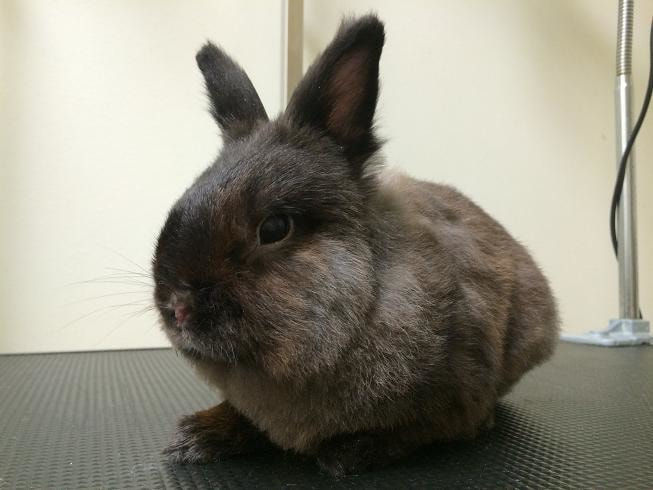 Lionhead Rabbit Grooming Singapore