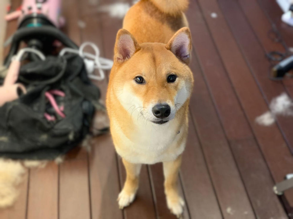 Professional Dog Grooming At Home Singapore