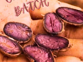 XOL Is Moving to Purple Cacao — Here’s Why That Matters 💜🌱