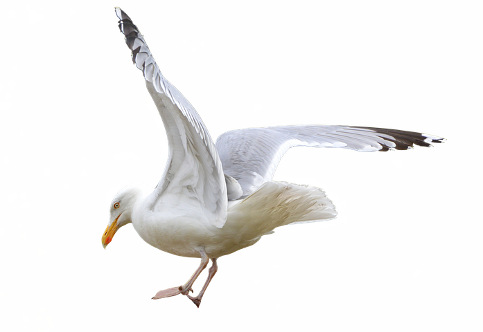 Angelbleie Bleie Angelzubehör