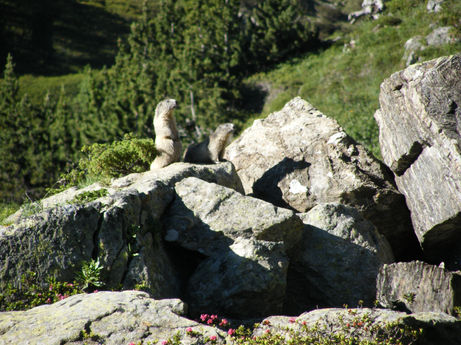 Two marmots on rocks observing their surroundings; Nature Photography. Beth Theobald Photog.