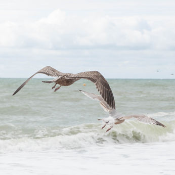 Two seagulls flying over ocean waves, Nature Photography, beautiful coastal scenery.