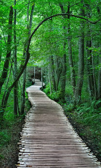 Wooden path winds through lush green forest; Nature Photography; peaceful, natural environment.