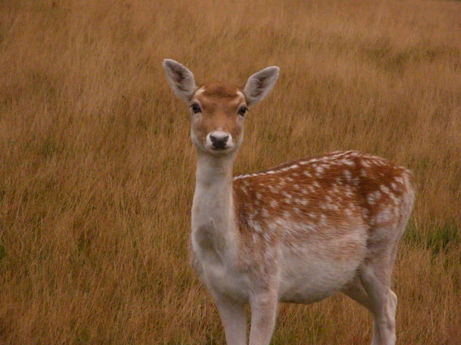 Deer stands in a field. Nature Photography. Brown grass background, looking forward. Beth Theobald Photog