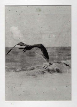 Seagulls flying over the ocean waves, Nature Photography. Beth Theobald Photog