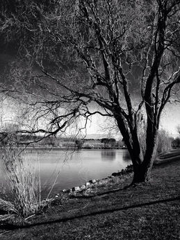 Black and white image of a tree by water, Nature Photography, landscape view.