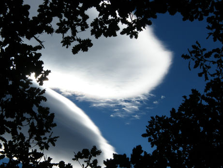 Clouds framed by tree branches. Nature Photography showing white clouds against blue sky