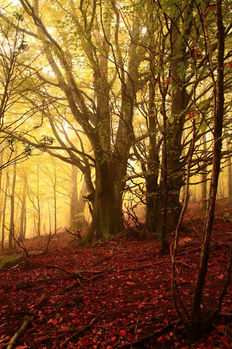 Tall trees in a forest with red leaves, Nature Photography, warm sunlight.